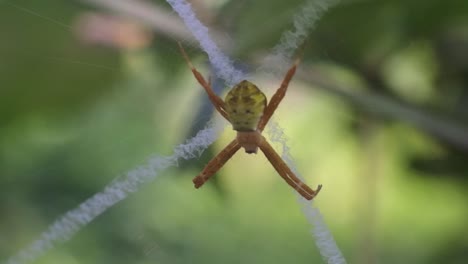 orange-spider-HD-videos.-spider-webs