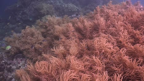 Wavy-soft-corals-swaying-on-tropical-coral-reef-in-mild-current