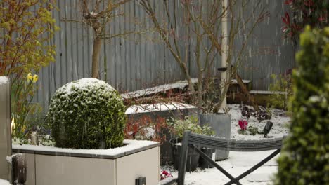 Mid-shot-of-Hail-falling-on-a-buxus-bush-with-acer-tree-in-back-ground