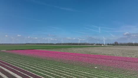 Filas-De-Tulipanes-Rosados-En-Flevoland-Los-Países-Bajos,-Vista-Aérea