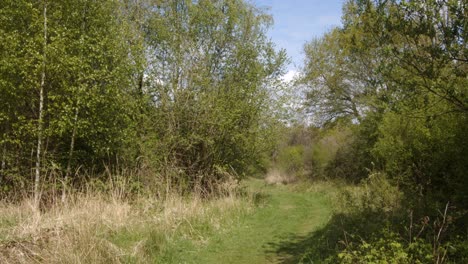Spring-woodland-snaking-track,-wide-shot