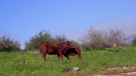 Culf-scratch-his-leg-near-his-mother-cow-in-a-plane-grass-filed-with-clear-blue-sky