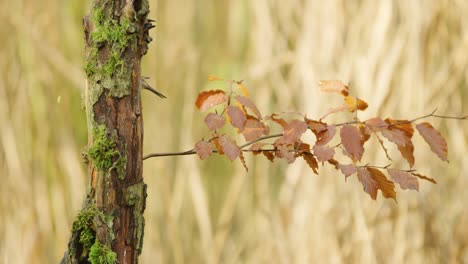 House-sparrow-landing-on-horisontal-twig-with-golden-brown-autumn-colored-leaves