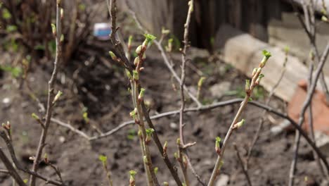 Blackcurrant-bushes-with-new-buds-growing-in-small-garden