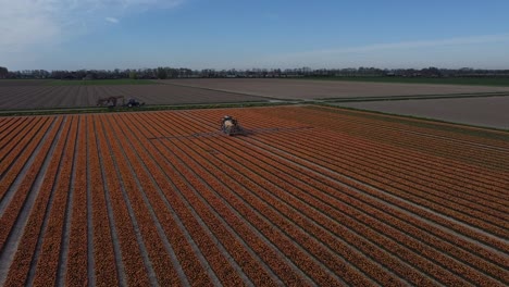 Drone-footage-of-a-self-propelled-sprayer-on-a-tulip-bulb-field