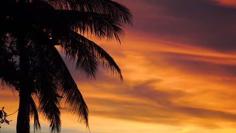 Dramatic-sky-at-sunset,-palm-leaves-swaying-in-wind