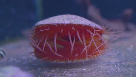 Eine-Wunderschöne-Offene-Muschel-Mit-Anemone-In-Einem-Aquarium