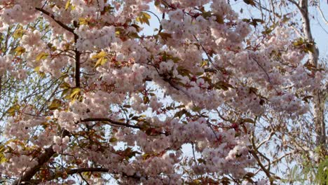 Wind-blowing-hanging-Tree-blossom-in-pink-and-white,-Mid-shot