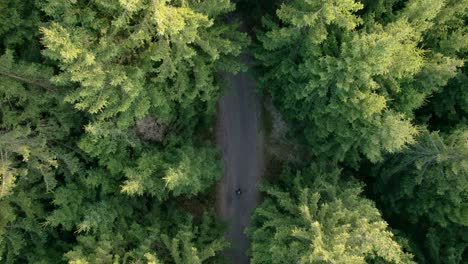Man-with-a-backpack-walks-along-a-forest-path-surrounded-by-green-trees-on-a-sunny-spring-day---aerial-view