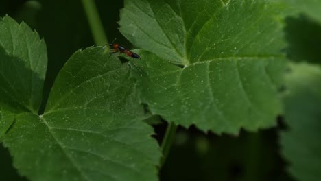 Light-and-shadow-move-over-green-leaves-with-beetle
