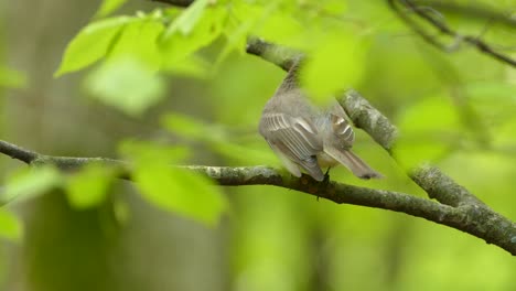 Eastern-kingbird-bird-closeup-with-a-black-head-resting-on-a-branch