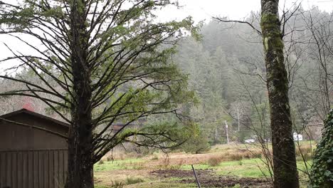 Countryside-Shed-In-Forest-In-A-Cold-Overcast-Day,-Oregon