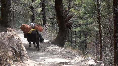 Yak-walking-on-a-trail-in-the-Himalayan-Mountains-on-the-way-to-Everest-Base-Camp-carrying-a-heavy-load