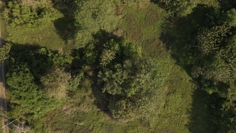 Frondosos-árboles-Verdes-En-Un-Denso-Bosque-En-La-Costa-De-Costa-Rica,-América-Central