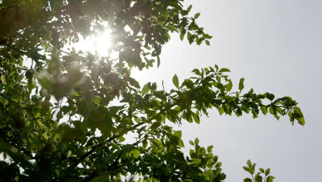 Funkelndes-Sonnenlicht-Strömt-Durch-Einen-Apfelbaum-In-Einem-Obstgarten