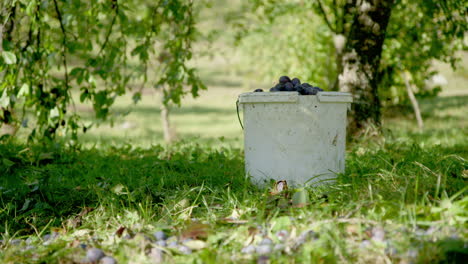 STABLE-HANDHELD---a-full-bucket-of-plums-sits-in-a-sunny-orchard