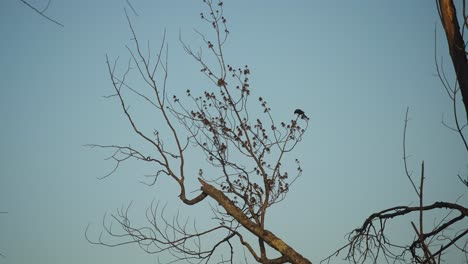 Zwei-Seltene-Rotflügelige-Schwarze-Vögel-Im-Baum,-Die-Sich-Paaren-Und-Fliegen-4k-60p