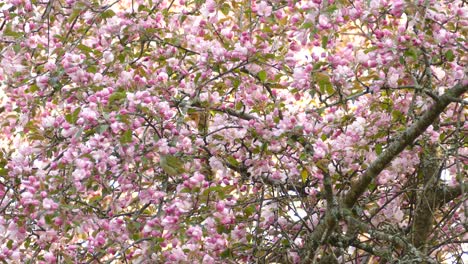 Philadelphia-Vireo-jumping-from-branch-to-branch-on-pink-flower-cherry-blossom-tree