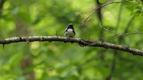 Solitary-view-Black-throated-Blue-Warbler-perched-on-a-tree-branch,-looking-sideways