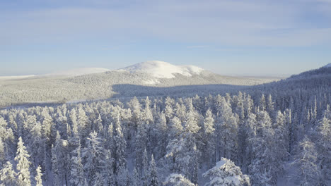 White-snowy-trees-and-blue-sunny-sky-filmed-above-trees-in-Lapland