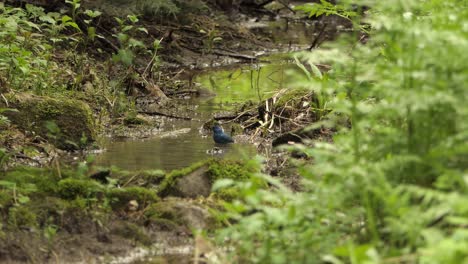 Indigoammervogel,-Der-An-Einem-Heißen-Tag-Im-Schoß-Der-Natur-Ein-Bad-Im-Wasser-Nimmt