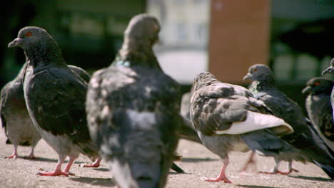 CLOSEUP---pigeons-on-the-street
