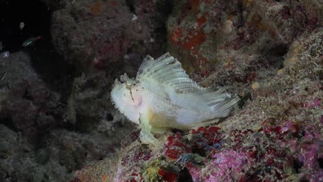 Leaf-Scorpionfish-and-glass-fishes-on-tropical-coral-reef-at-night