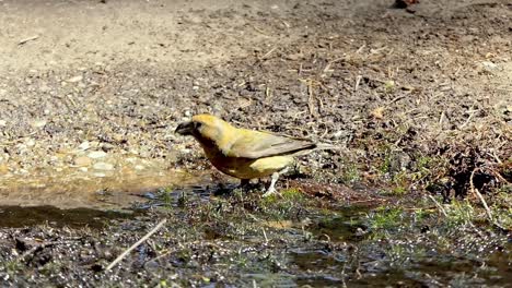A-red-crossbill-or-common-crossbill-drinks-water-from-a-puddle