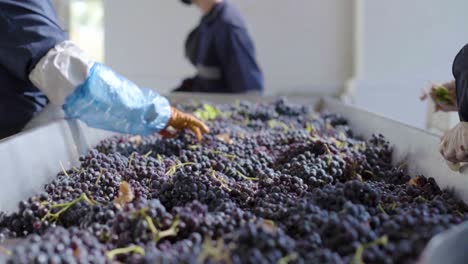 Two-people-removing-unfit-red-grapes-and-leaves-from-a-sorting-table,-wine-process,-slow-motion-camera