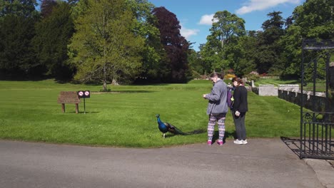 Visitors-photographing-a-colourful-peacock-at-Scone-Palace