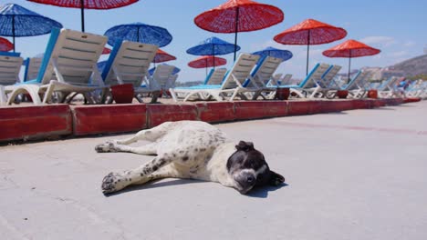 Happy-stray-tired-dog-lying-on-beach-sidewalk-moving-tail-in-sunny-summer-day
