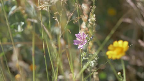 Bunte-Wildblumen-Fließen-Sanft-In-Der-Sommerbrise