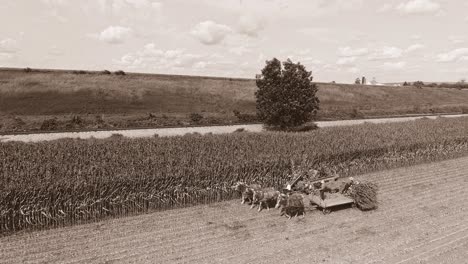 An-Aerial-Side-View-of-Amish-Harvesting-There-Corn-Using-Six-Horses-and-Three-Men-as-Done-Years-Ago-as-an-Antique-Stream-Passenger-Train-Approaches-on-a-Sunny-Day-in-Black-and-White