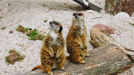 Pair-Of-Meerkats-Standing-On-A-Log-Being-Watchful