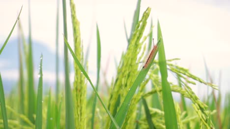 Wild-Caterpillar-resting-on-leaf-of-Paddy-Plant-inside-green-Rice-Field-during-windy-day