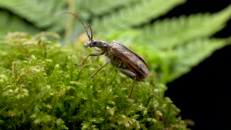 Two-banded-Longhorn-Beetle-Walking-On-The-Green-Plant-In-The-Forest-Then-Fly-Away
