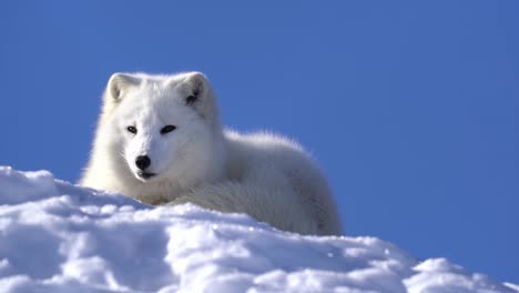 Weißer,-Pelziger-Polarfuchs,-Der-Aufwacht-Und-In-Die-Kamera-Schaut,-Bevor-Er-In-Zeitlupe-Wieder-Einschläft-–-Entspannt-Auf-Schnee-Mit-Schönem-Sonnenlicht,-Das-Auf-Fell-Trifft,-Und-Blauem-Himmelshintergrund-–-Alopex-Lagopus