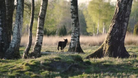 Black-lamb-grazing-being-scared-and-running-to-hide-behind-the-trees
