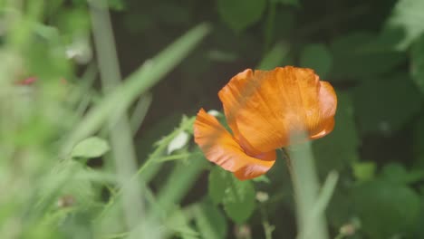 Orange-Poppy-Heavily-Swaying-In-The-Wind-Surrounded-By-Foliage,-Grass