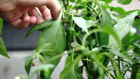 Checking-hot-green-peppers-ripeness-on-plant,-selective-focus-close-up