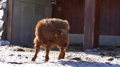 Hairy-red-male-calf-of-scottish-highland-cattle-standing-in-the-sun-and-turning-around-against-camera---Slow-motion-static