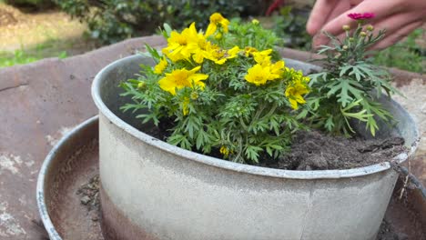 Yellow-and-red-flowers-are-planted-by-hand-in-a-round-metal-pot-with-potting-soil-on-a-sunny-spring-day-in-the-countryside-of-Lower-Saxony-Germany