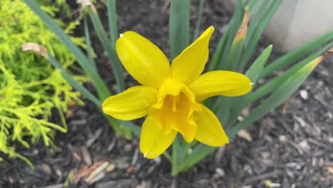 Frühlingsgelbe-Narzissen,-Nahaufnahme-Narzissen---Gelbe-Osterblumennatur-4k---Narzissen-Seitlich-Im-Garten