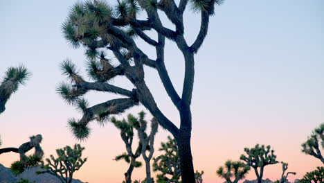Schwenken-Sie-Bei-Sonnenuntergang-Auf-Joshua-Bäume-In-Der-Kalifornischen-Wüste