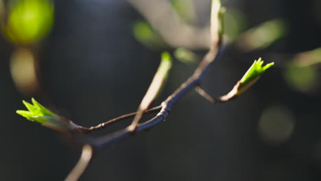 Extreme-close-up-of-green-buds-on-thin-tree-branch,-focus-shift