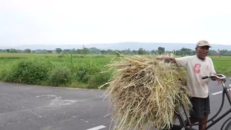 Yogyakarta,-Indonesia---3-De-Marzo-De-2020:-Un-Agricultor-Asiático-Trae-Paja-De-Arroz-En-Su-Bicicleta