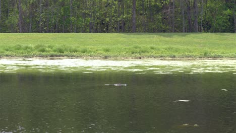 Alligator-quietly-swims-through-Florida-pond,-tracking,-4k