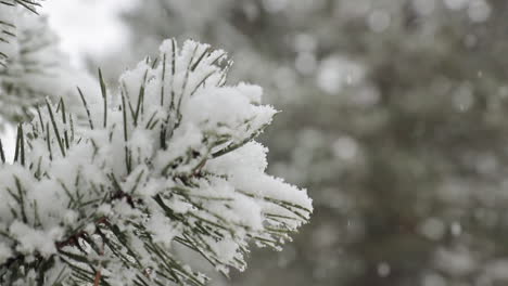Cinematic-Closed-frame-in-slowotion-of-a-pine-tree-as-snow-accumulates-on-top
