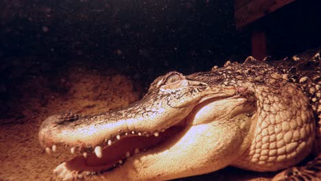 Alligator-Unterwasser-Nahaufnahme-Slomo-Details-Entlang-Kopf-Und-Körper-Bei-Nacht