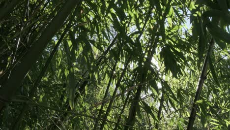 Sun-stars-shine-through-bamboo-leaves